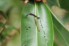 Glyphodes bivitralis