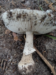 Validae