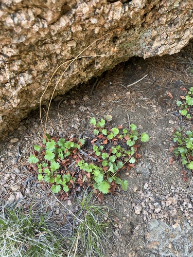 Image of Heuchera hallii by (c) Mark Eanes, some rights reserved (CC BY)