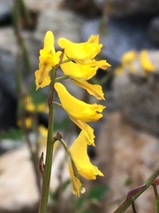 Corydalis impatiens