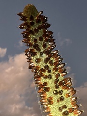 Xanthorrhoea drummondii