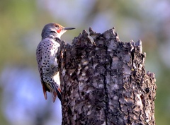Colaptes auratus cafer