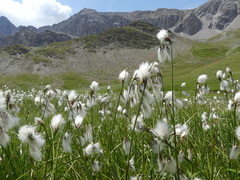Eriophorum angustifolium