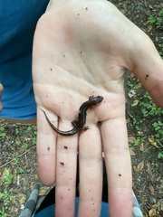 Desmognathus orestes