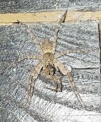 Dolomedes albineus