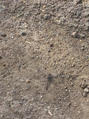 Bradinopyga geminata