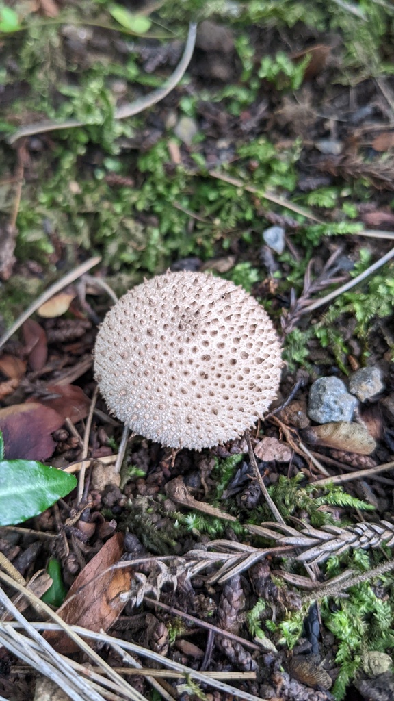 Lycoperdon perlatum · August 2022 · photo: © atsushi_nakajima_cirque (iNaturalist, cc-by)