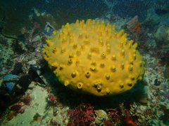 Porifera