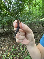 Desmognathus orestes