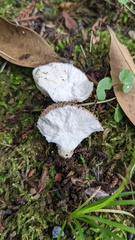 Lycoperdon perlatum