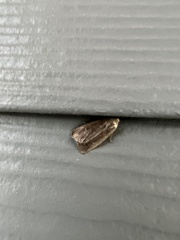 Mythimna unipuncta