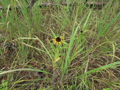 Rudbeckia missouriensis
