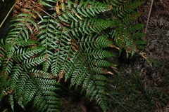 Pteridium esculentum