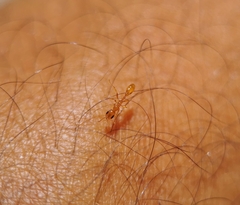 Pseudomyrmex