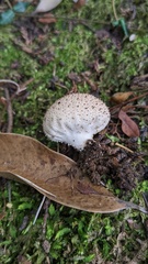 Lycoperdon perlatum