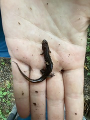 Desmognathus orestes