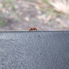 Dasymutilla quadriguttata