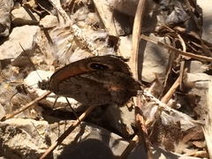 Pyronia cecilia