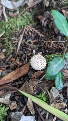Lycoperdon perlatum