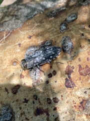 Chrysobothris octocola