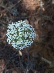 Visnaga daucoides
