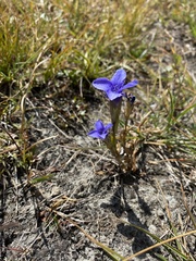 Gentianopsis ciliata