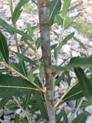 Salix rorida