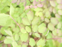 Thalictrum pubescens