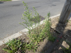 Erigeron sumatrensis