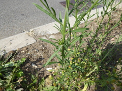 Erigeron sumatrensis