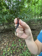 Desmognathus orestes