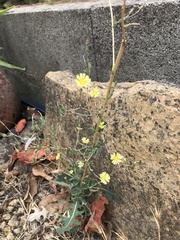 Lactuca serriola
