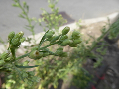 Erigeron sumatrensis
