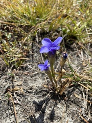 Gentianopsis ciliata
