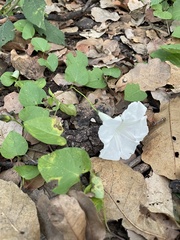 Ipomoea proxima