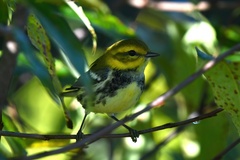 Setophaga virens