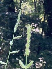 Echinochloa colona