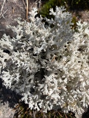 Pulchrocladia retipora