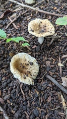 Russula sororia