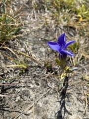 Gentianopsis ciliata