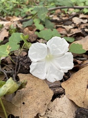 Ipomoea proxima