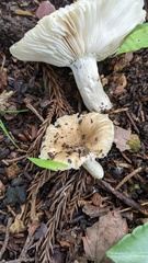 Russula sororia