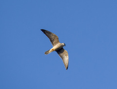 Falco vespertinus