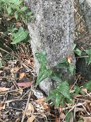 Smilax aspera