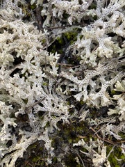 Pulchrocladia retipora