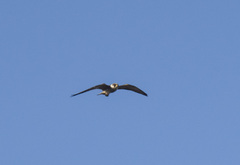 Falco vespertinus