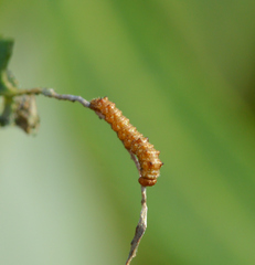 Limenitis archippus