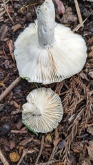 Russula sororia