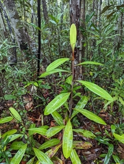 Nepenthes ampullaria