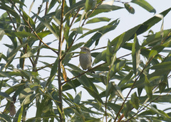 Acrocephalus schoenobaenus